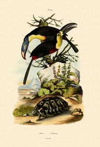 Toucans - French School